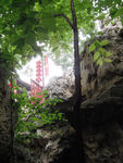 绿色风景