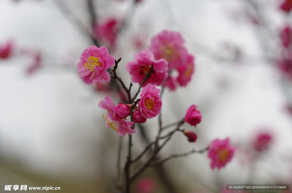 碧桃花