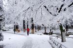 雪松