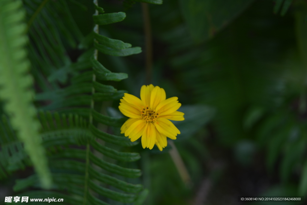 花 植物花 小花 花草 