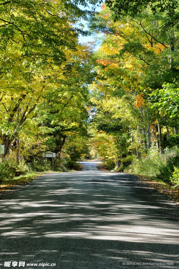 林荫大道