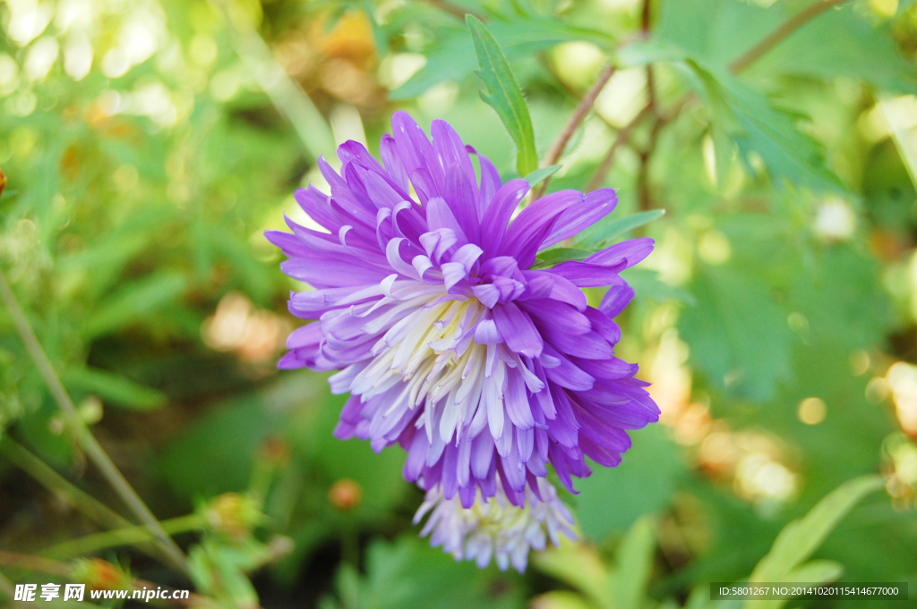 菊花