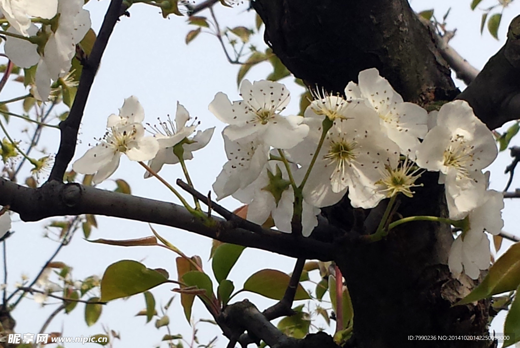 一树梨花