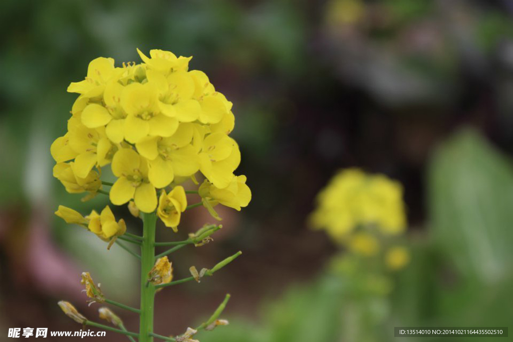 油菜花