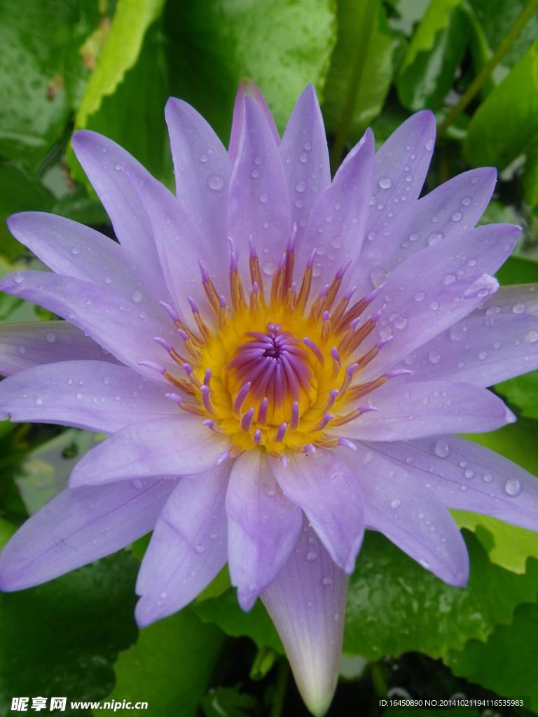 莲花