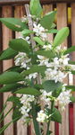 香橙花