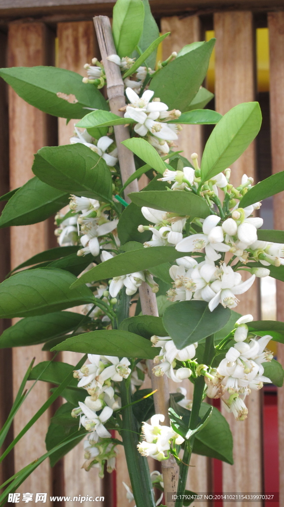 香橙花