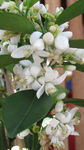 橙花