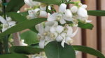 香橙花