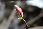 玉兰花