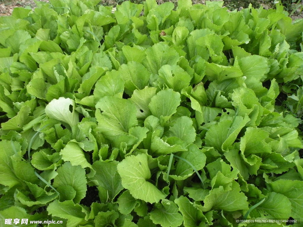 田野割菜