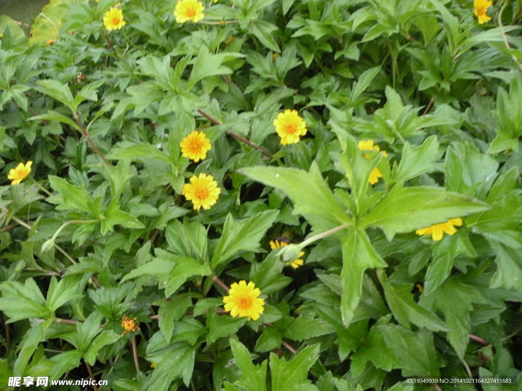 野菊花