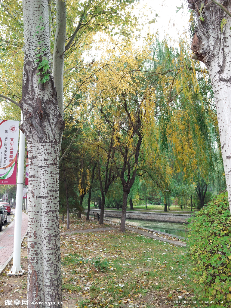 秋天河边的柳树