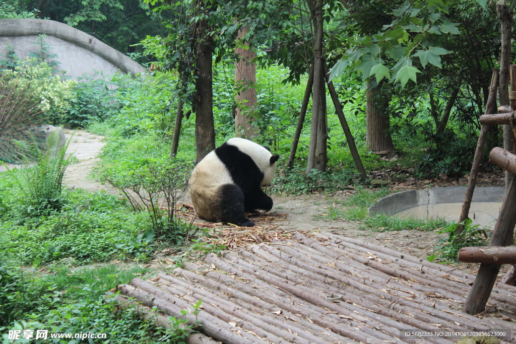 孔雀和熊猫