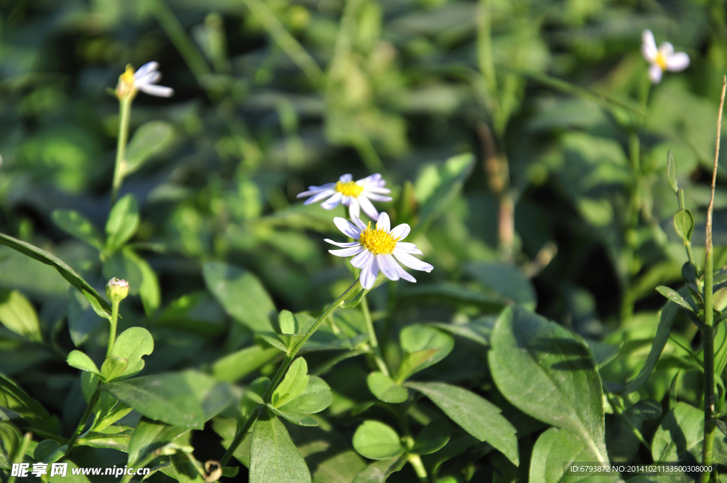 小菊花