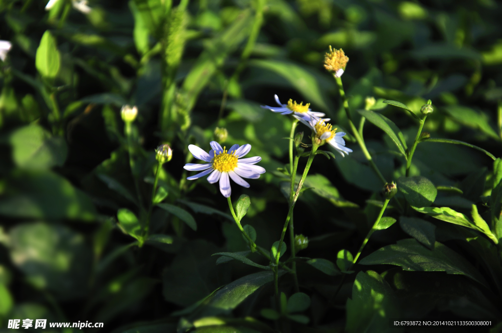 小白花