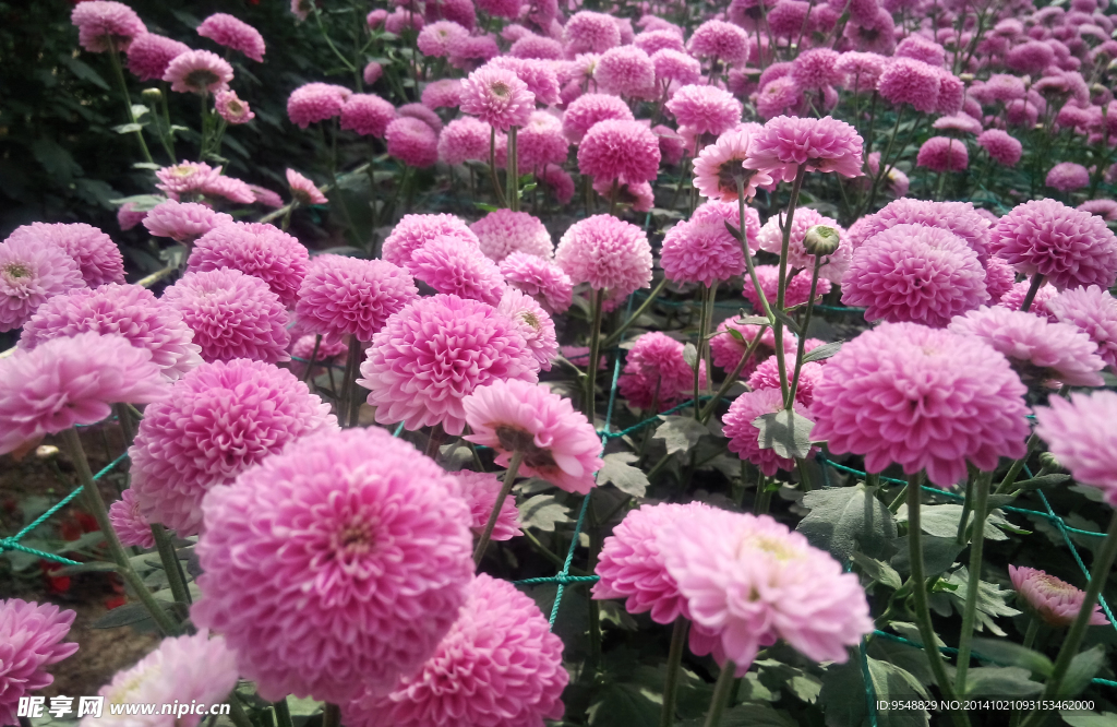 菊花