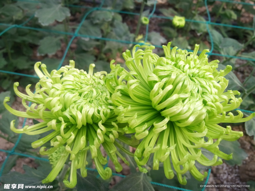 绿色菊花 墨菊