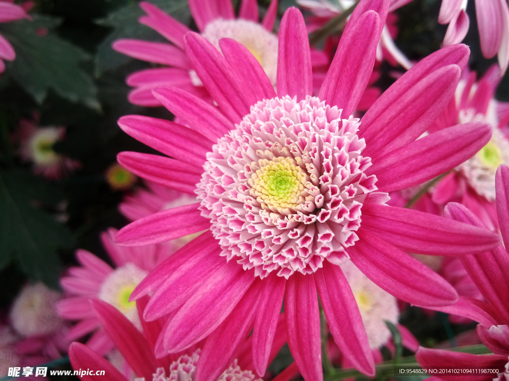 菊花