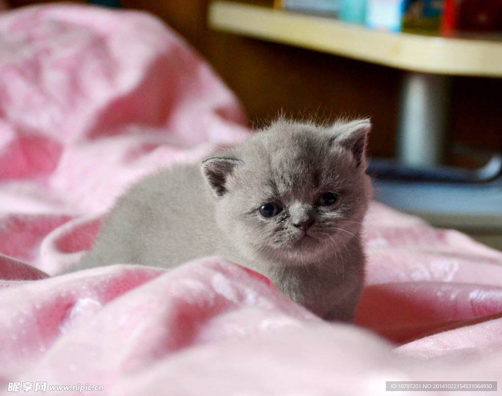 英国短毛猫