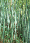 竹林