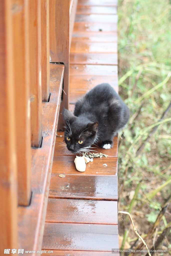 猫咪