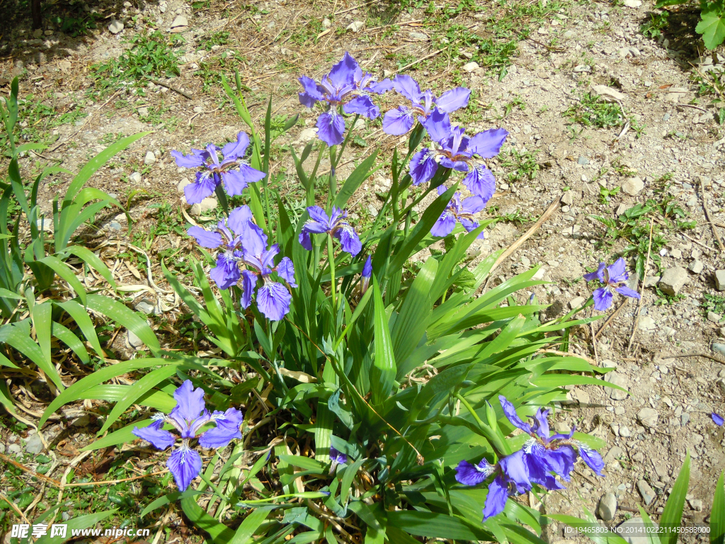 野花