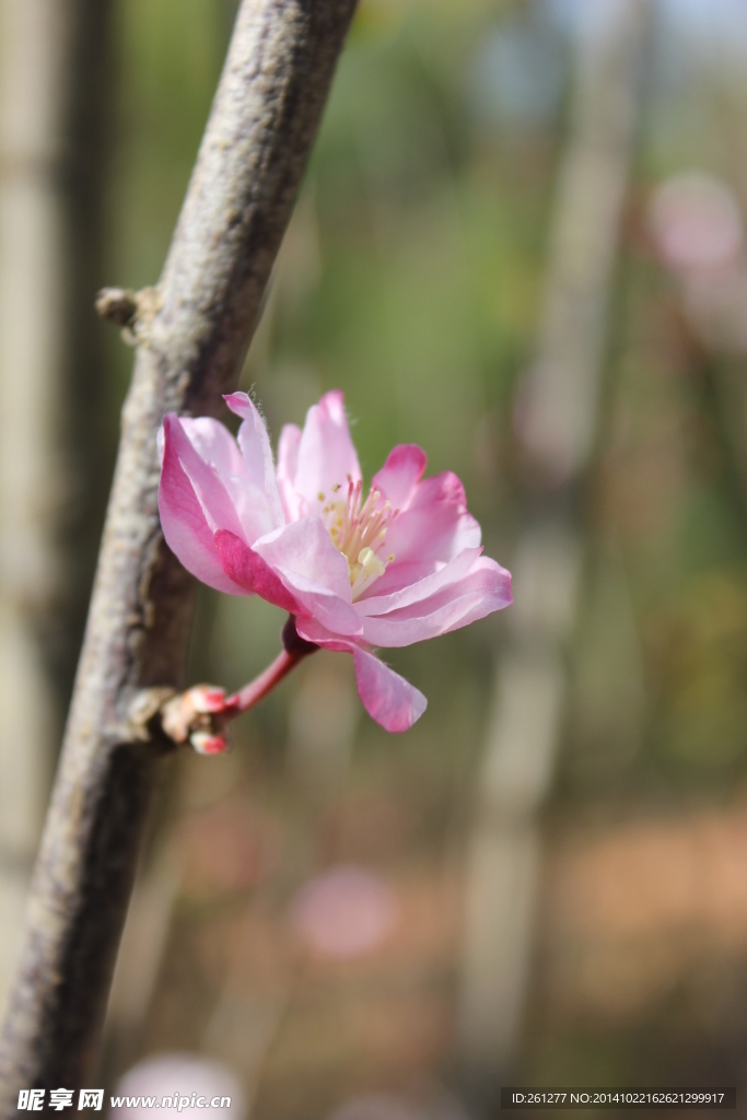 梅花