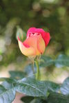 玫瑰花