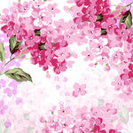 鲜花无框画