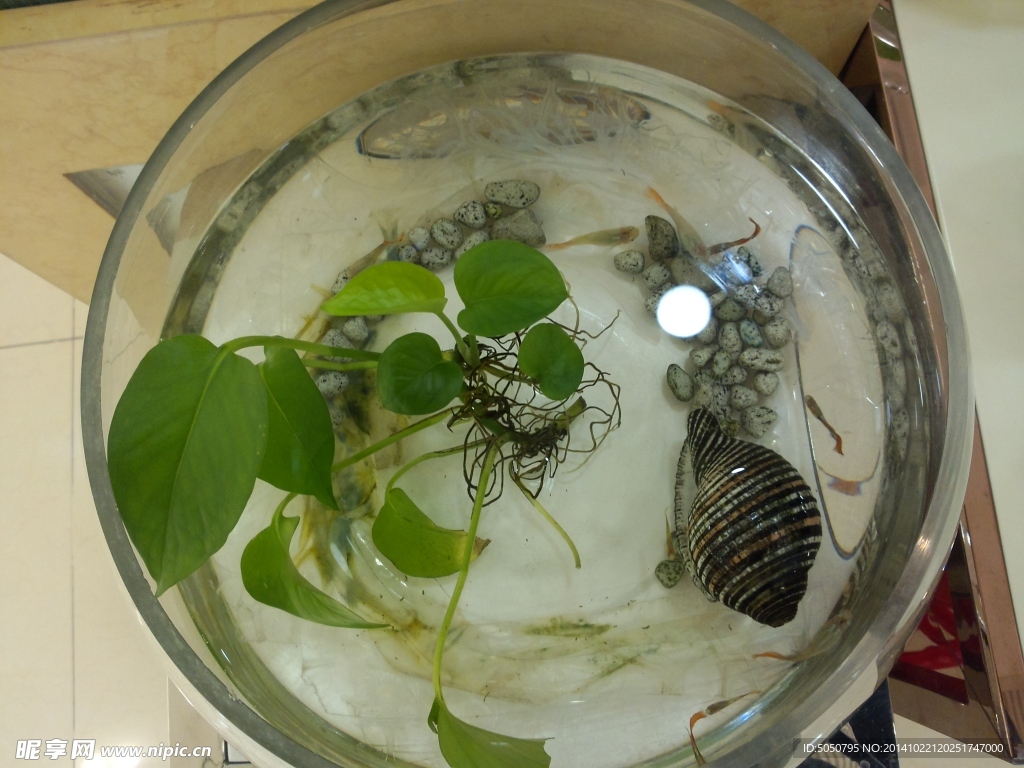 水培绿萝