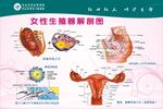 女性生殖器剖面图