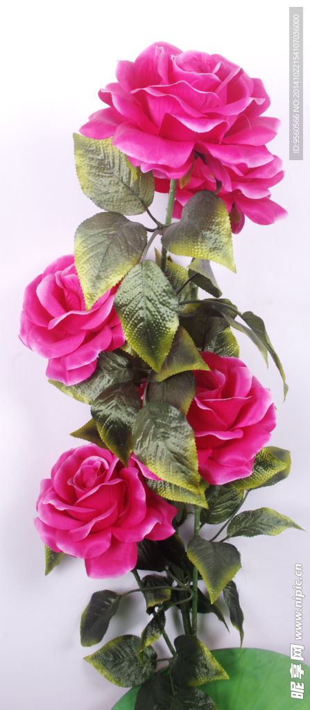月季花