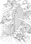线描鲤鱼