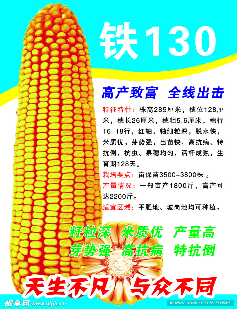 玉米 传单  DM