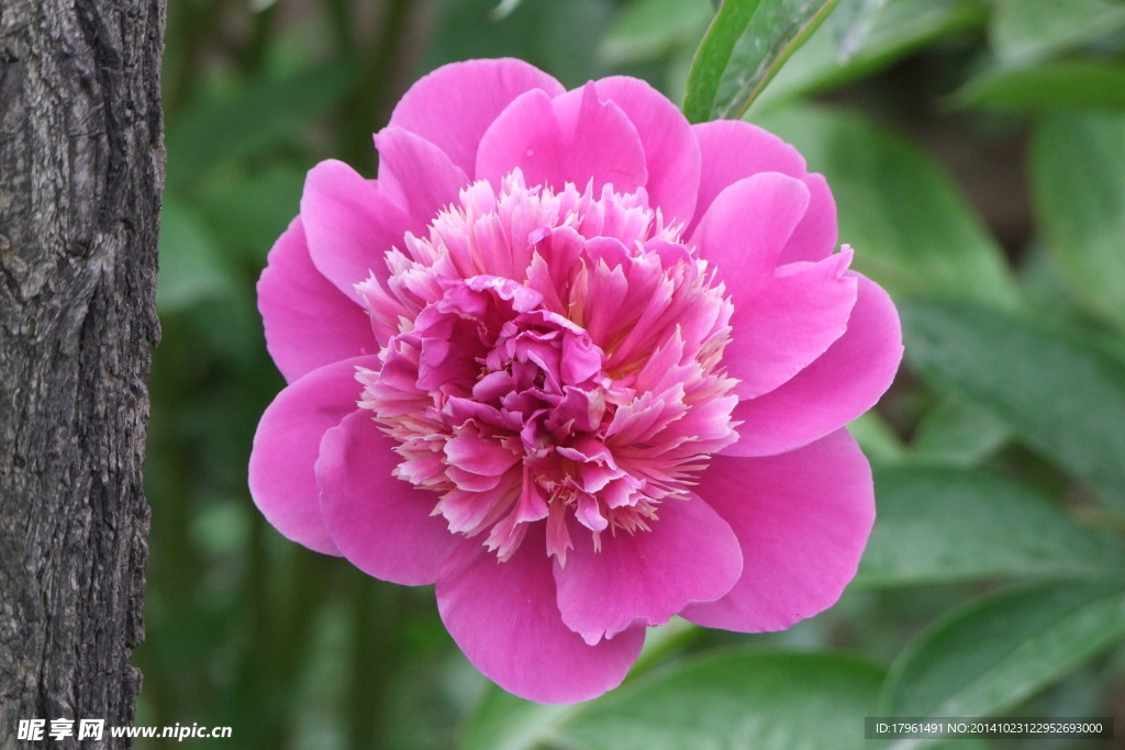 奥林匹克公园芍药