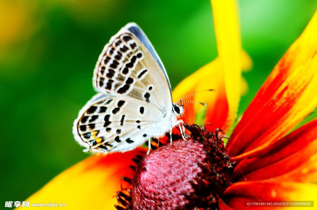 奥林匹克公园蝴蝶