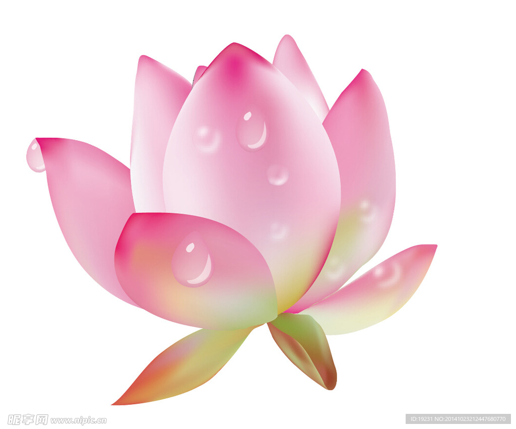 矢量荷花