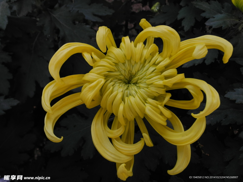 菊花