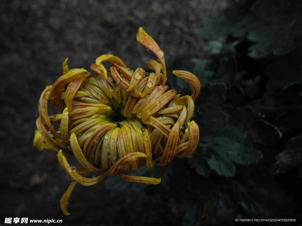 菊花