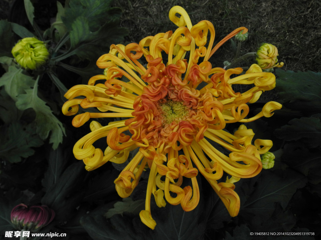 菊花