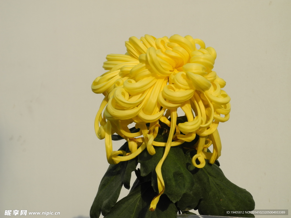 菊花