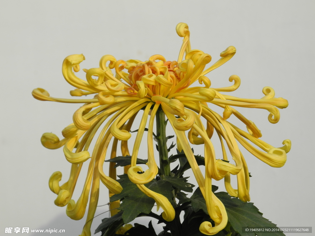 菊花