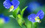 花 蓝色的花