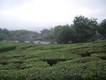 茶园