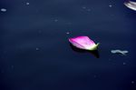 花瓣