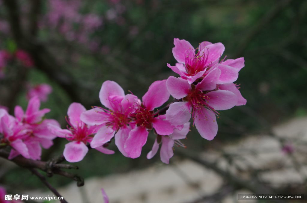 桃花