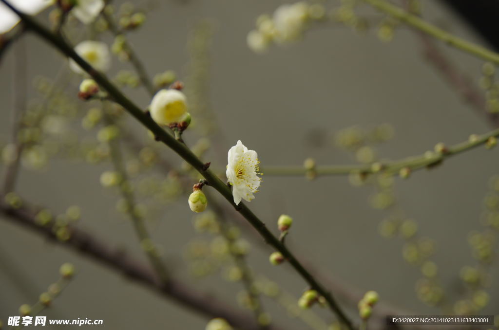 梅花