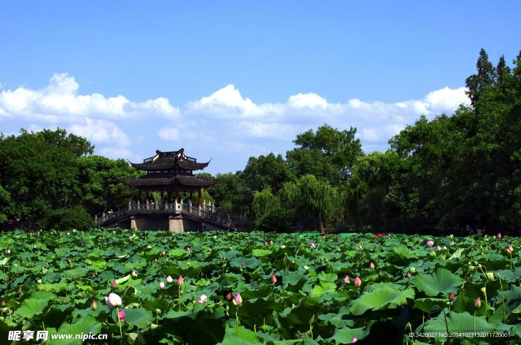 夏日西湖