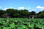 夏日西湖